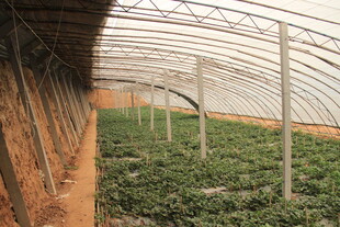 温室草莓种植场景