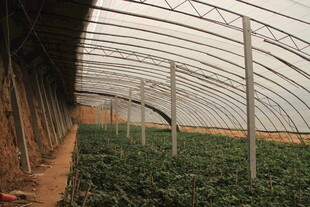 温室大棚内的绿色植物