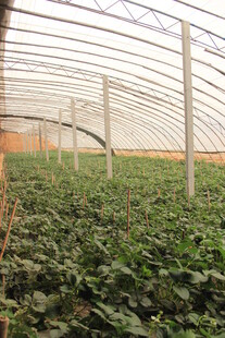 温室里的绿色植物景观