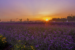 夕阳下的紫色花海美景