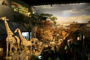 动物标本展示场景