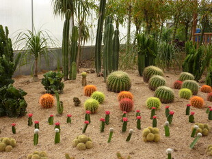 多彩仙人掌景观