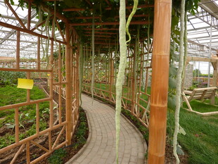 竹制廊架下的蜿蜒小径