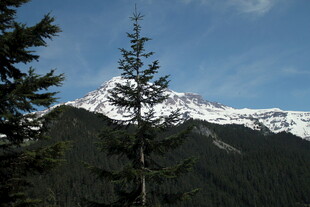 雪山下的挺拔松树