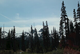 森林中的挺拔树木景观