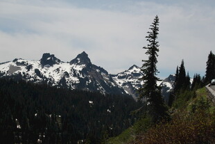 雪山旁的挺拔树木景观