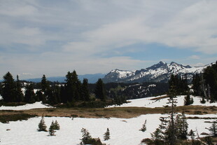 雪山松林冬日美景