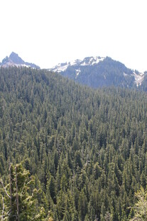 茂密山林与远处雪山景观