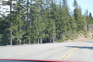 公路旁的茂密树林