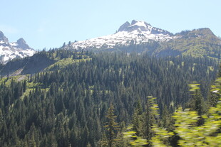 雪山下的茂密森林景观