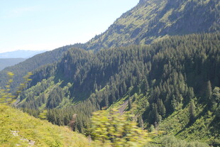 山间葱郁森林景观