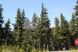 森林中的挺拔松树景观