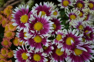 多彩雏菊绽放美丽瞬间