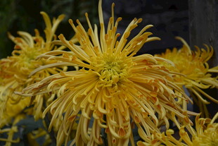 金黄绽放的丝状菊花