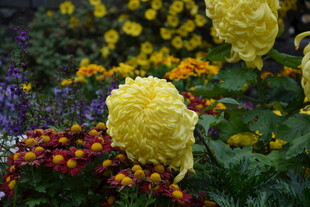 多彩花卉绽放美丽景致