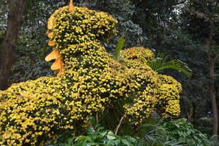 金黄繁花造型植物景观