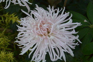 白色细长花瓣的美丽菊花