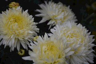 绽放的白色菊花