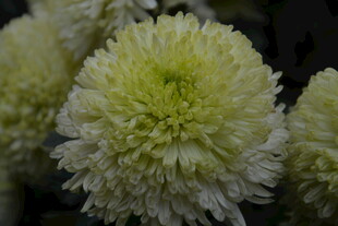 清新淡雅白菊花绽放