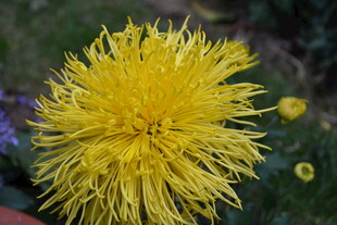 金黄蓬松菊花特写