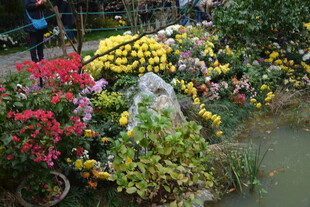 多彩花卉装点的美丽景致