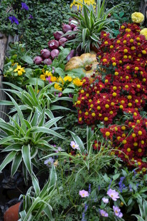 多彩花卉汇聚的美丽景致