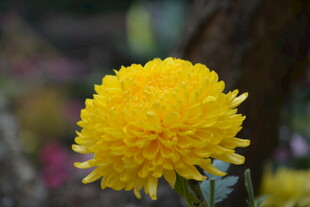 黄色球状菊花特写