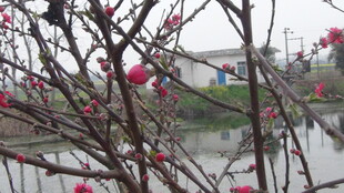 雨中绽放的枝头红花朵