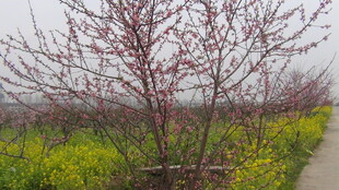 春日繁花小径旁的绚烂树景