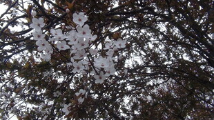 仰视交错树枝与天空