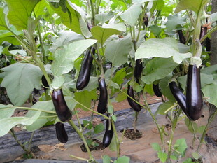 田间生长的紫色茄子