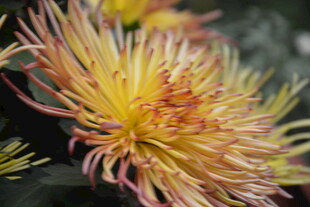 绚丽多彩的丝状菊花