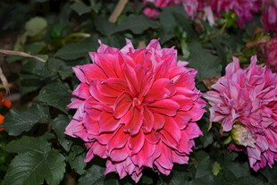 娇艳粉色大丽花绽放