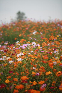 五彩花海绽放美丽瞬间