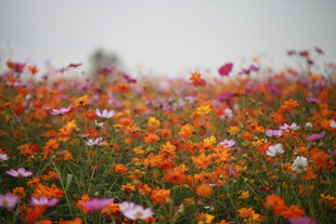 多彩野花绽放的美丽花田