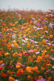 绚烂花海绽放多彩魅力