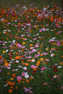 缤纷花海铺满翠绿草地
