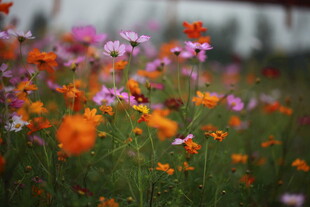 多彩野花绽放的美丽景致