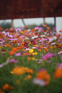 缤纷花海绽放绚烂色彩