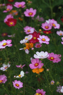 多彩格桑花绽放于草地
