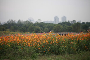 花海美景 远处城市朦胧
