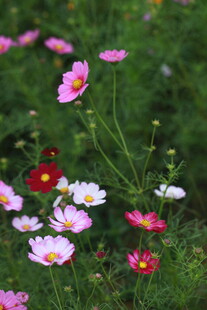 缤纷格桑花绽放于绿野