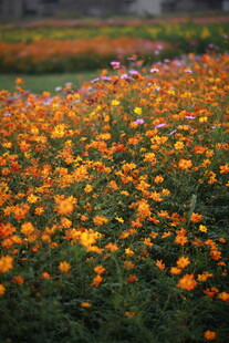 绚烂花海绽放迷人光彩