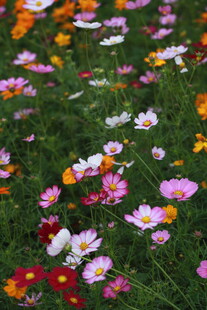 缤纷花海 多彩格桑绽放