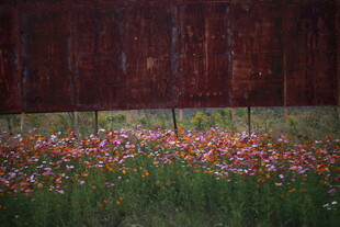 红墙下的缤纷野花