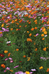 五彩斑斓的格桑花盛放