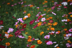 多彩野花绽放于绿野