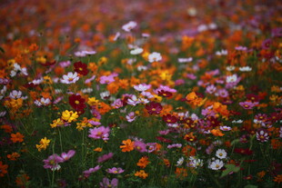 多彩野花绽放的美丽花田