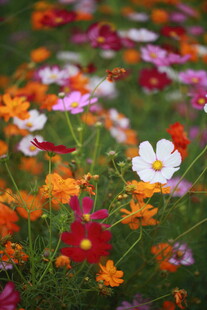 缤纷花海绽放美丽瞬间