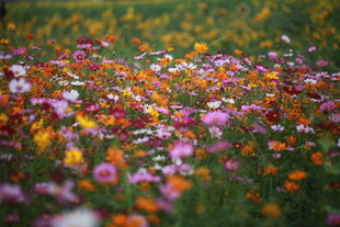 五彩斑斓的绚烂花海